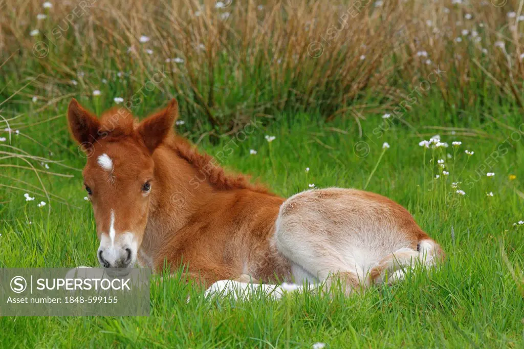 Resting foal, Icelandic Horse or Icelandic Pony