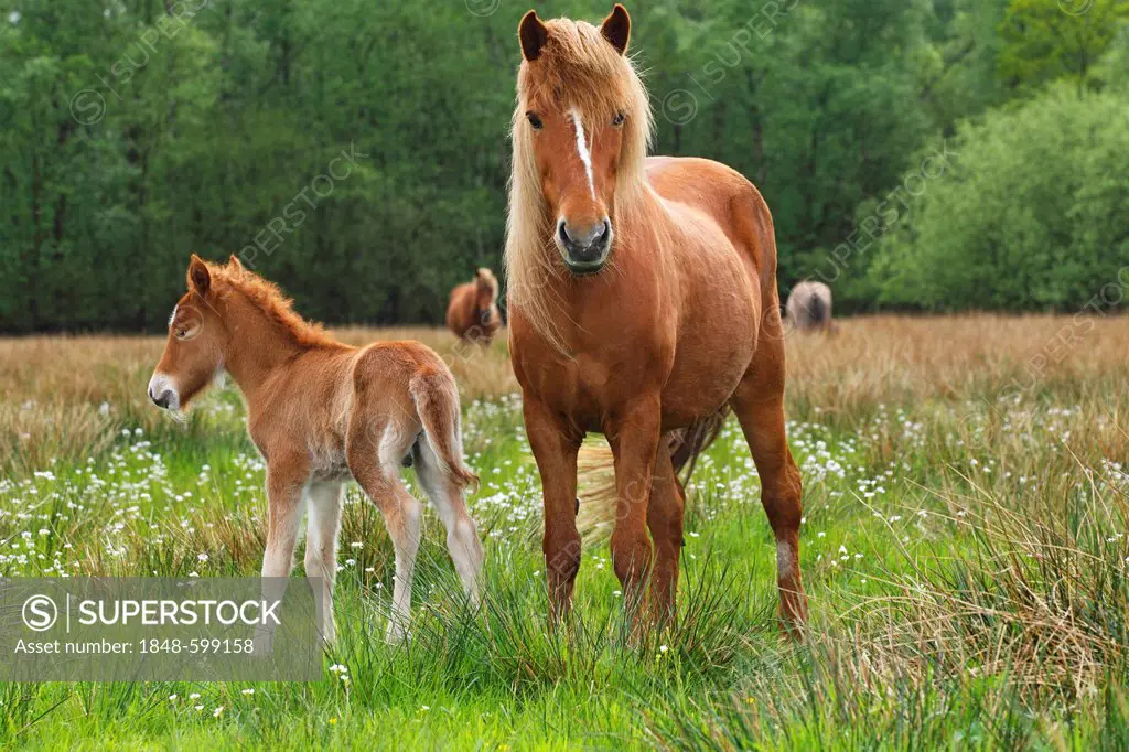Foal and mare, Icelandic Horse or Icelandic Pony