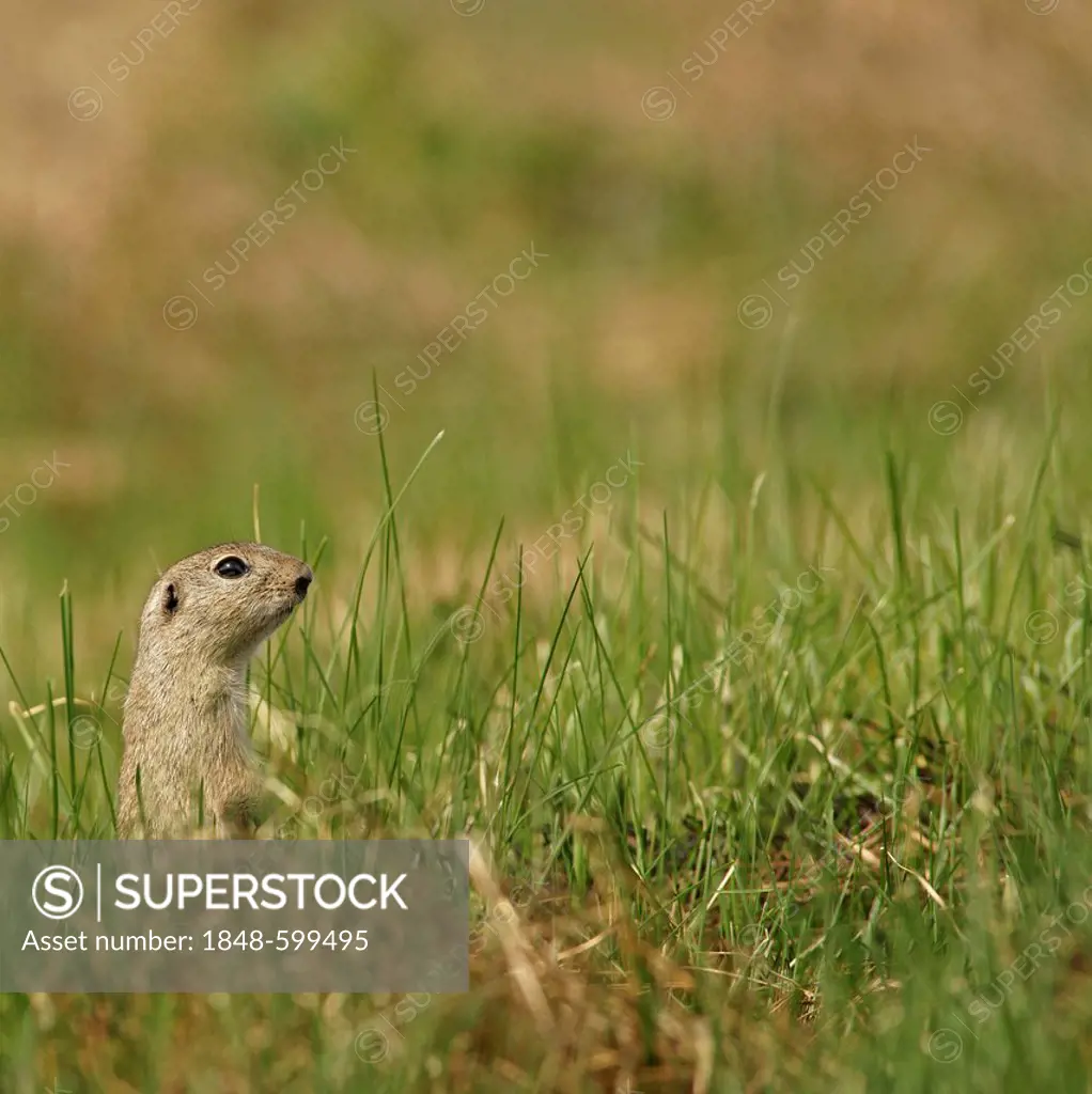 European Ground Squirrel or European Souslik (Citellus citellus), Northern Bulgaria, Bulgaria, Europe