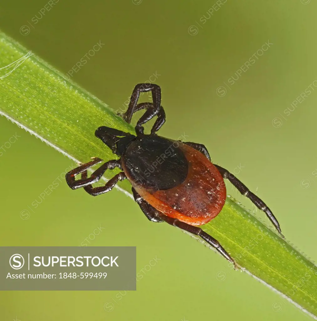 Castor Bean Tick (Ixodes ricinus) on a blade of grass, Hesse, Germany, Europe