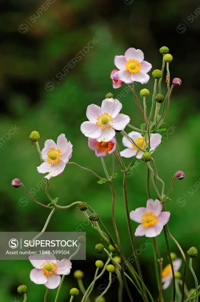 Japanese Anemone or Thimbleweed (Anemone hupehensis)