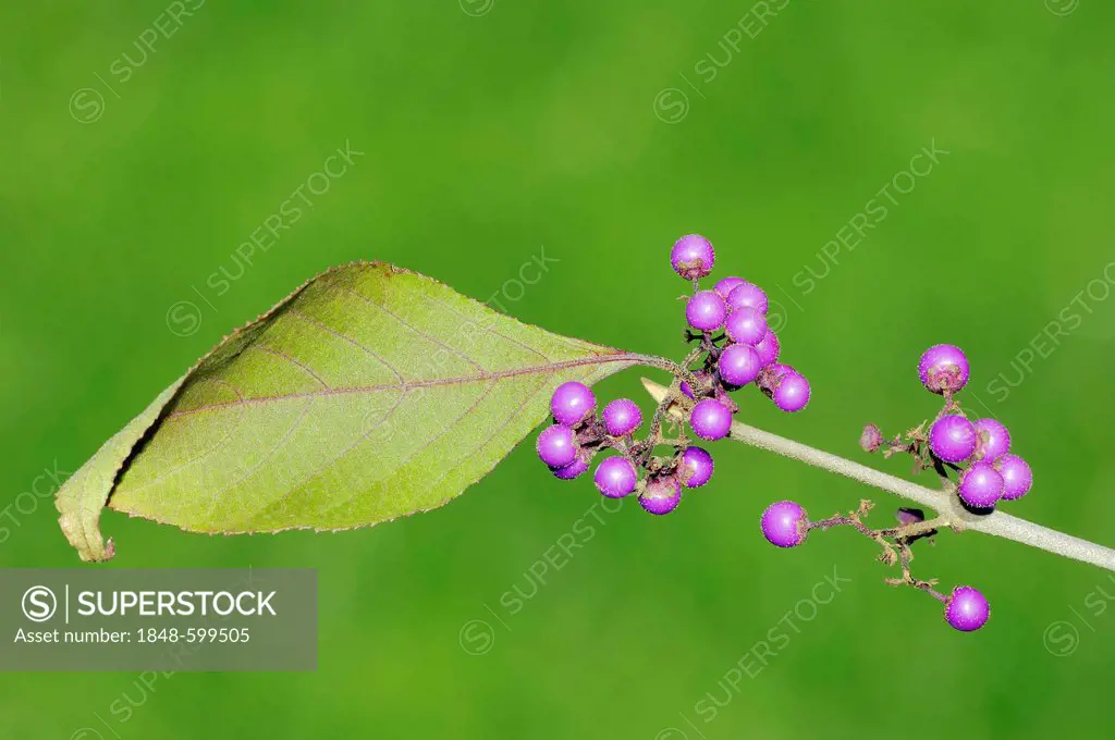 Bodinier Beautyberry (Callicarpa bodinieri var. giraldii), branch with berries