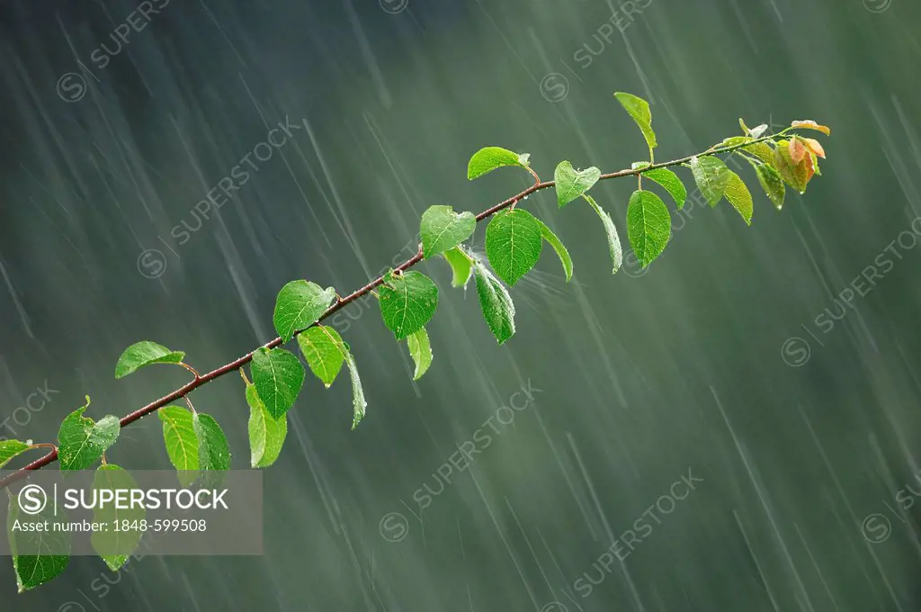 Common Plum (Prunus domestica), branch in the rain, North Rhine-Westphalia, Germany, Europe