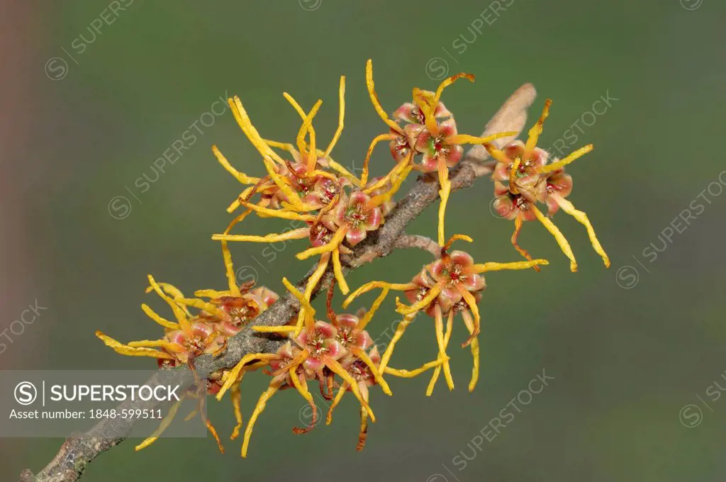 Witch Hazel (Hamamelis intermedia), branch with flowers, garden plants, ornamental trees and shrubs