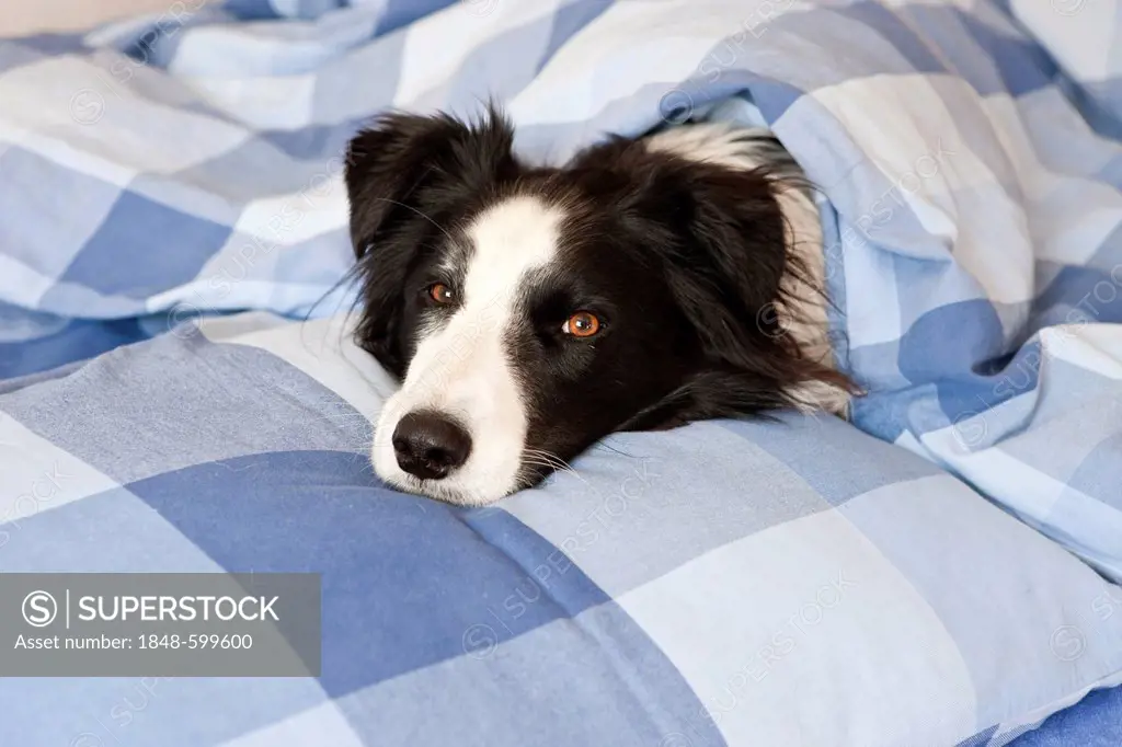 Dog is lying in bed, Border Collie
