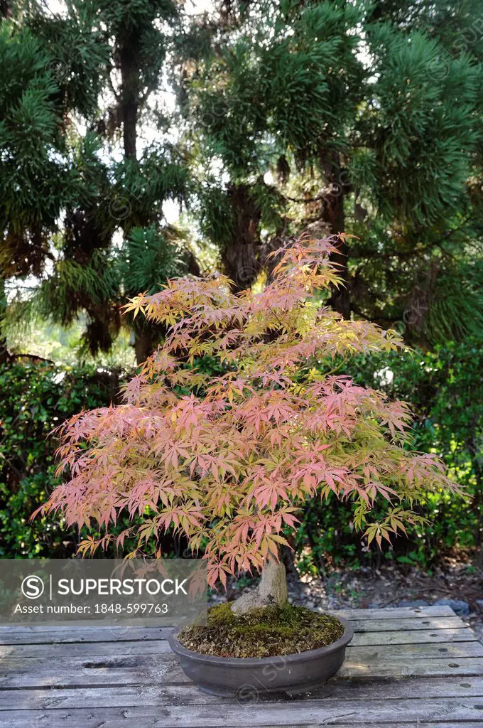 Maple (Acer) as bonsai in autumn colors in the Botanical Garden in Kyoto, Japan, East Asia, Asia
