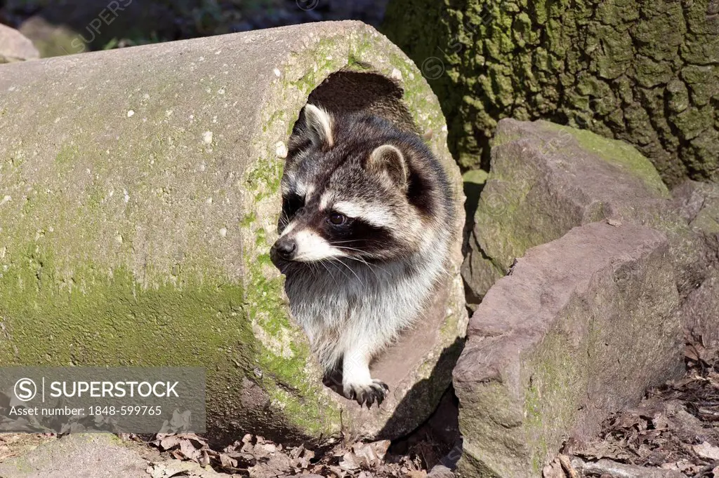 Raccoon (Procyon lotor) looking out of a pipe