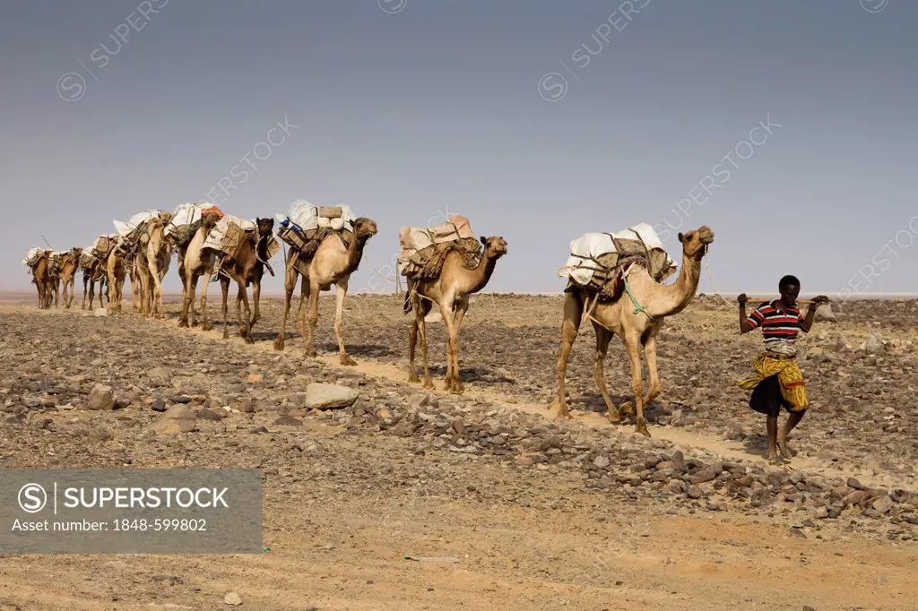 Camel caravan carrying salt from the mines in Dallol, Danakil Depression, Ethiopia, Africa