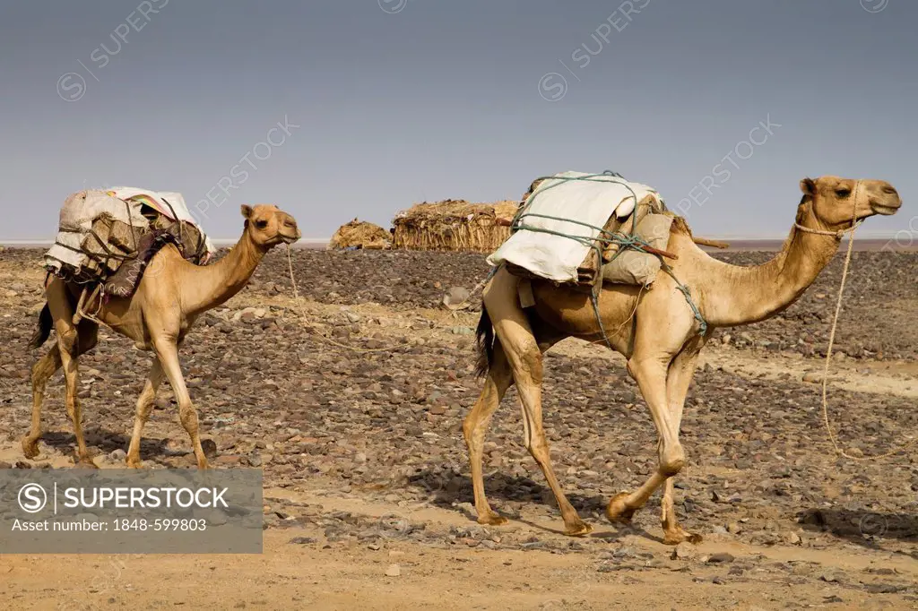 Camel caravan carrying salt from the mines in Dallol, Danakil Depression, Ethiopia, Africa
