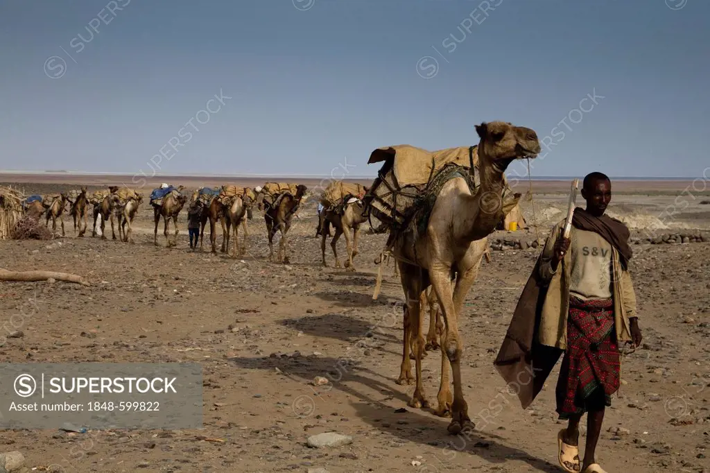 Camel Caravans coming back from the salt mine of Dallol, Hamed Ale, Danakil Depression, Ethiopia, Africa