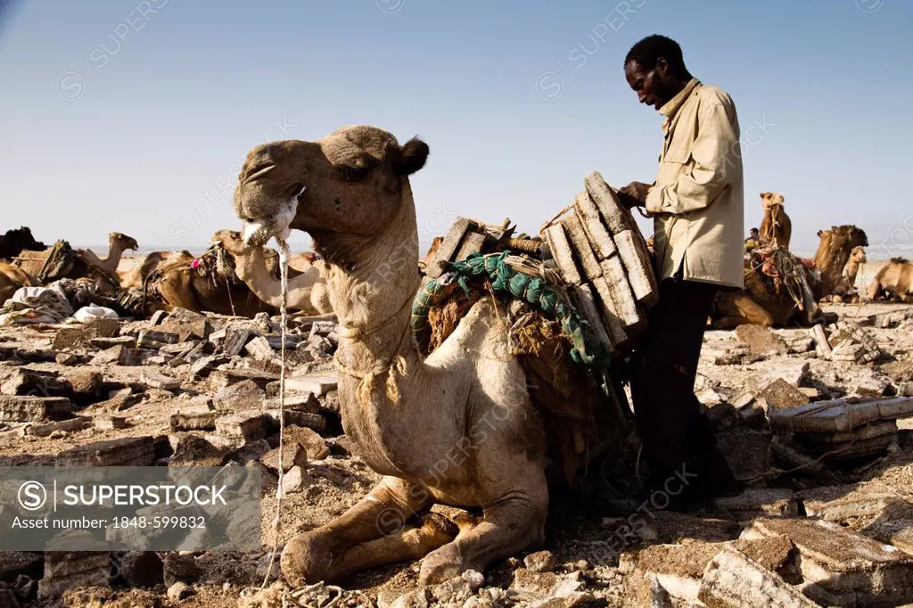 Afar workers loading a camel with salt blocks in the salt mines of Dallol, Danakil Depression, Ethiopia, Africa
