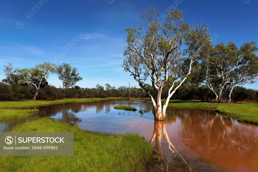 Eucalyptus tree (Eucalyptus) in water-covered landscape, Pilbara, Western Australia, Australia