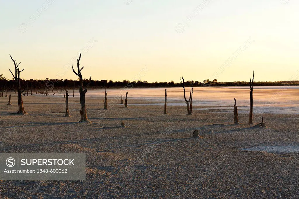 Dead trees at the Lake Ninan salt lake, Victoria Plains, Western Australia, Australia