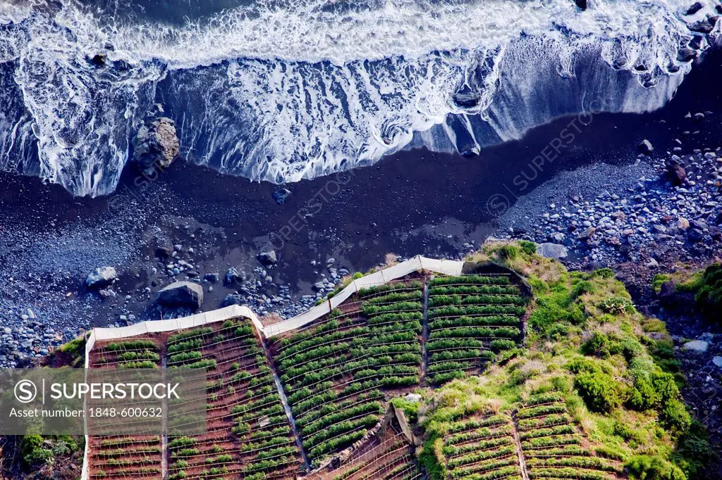 Fields on the Atlantic coast, at the bottom of the 580-meter-high Cabo Girao cliff near Camara de Lobos, Madeira, Portugal, Europe