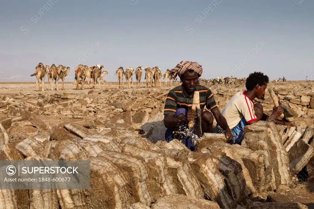 Afar workers and camel caravan in the salt mines of Dallol, Danakil Depression, Ethiopia, Africa