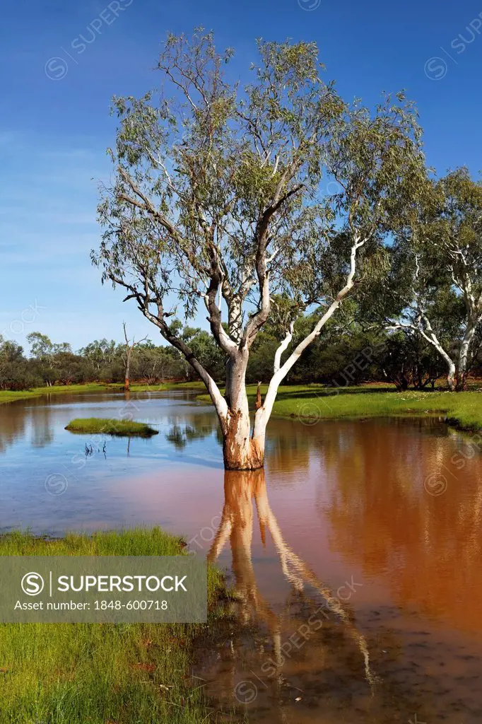 Eucalyptus tree (Eucalyptus) in water-covered landscape, Pilbara, Western Australia, Australia