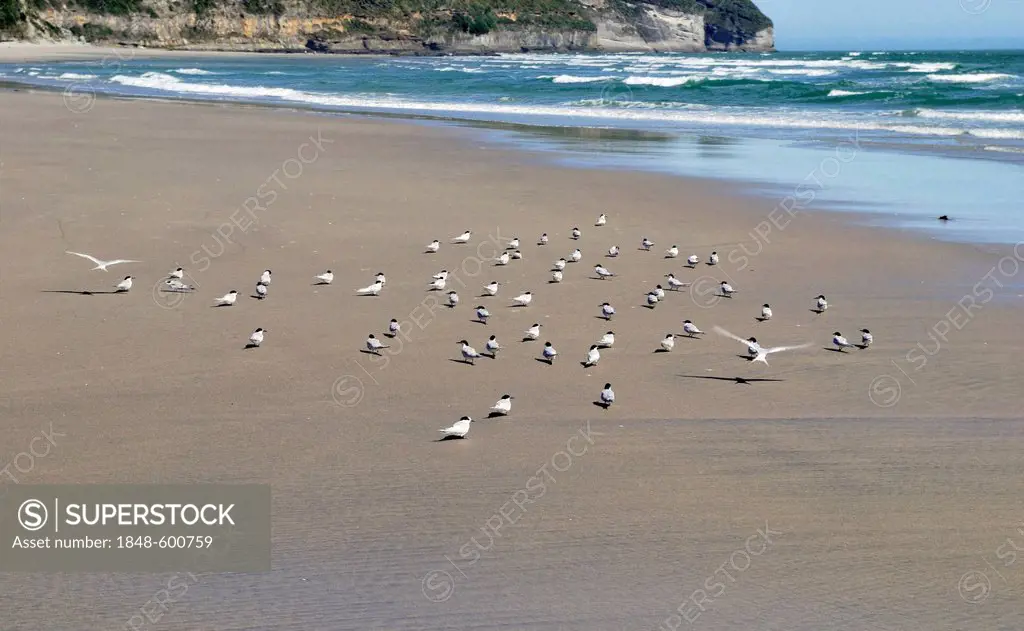 Tarapiroe or Black-fronted Terns (Sterna albostriata), Fossil Point, Farewell Spit Nature Reserve, Golden Bay, South Island, New Zealand