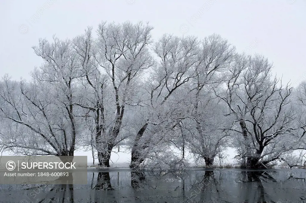 Eder River with icy Alder trees, Guxhagen, North Hesse, Germany, Europe