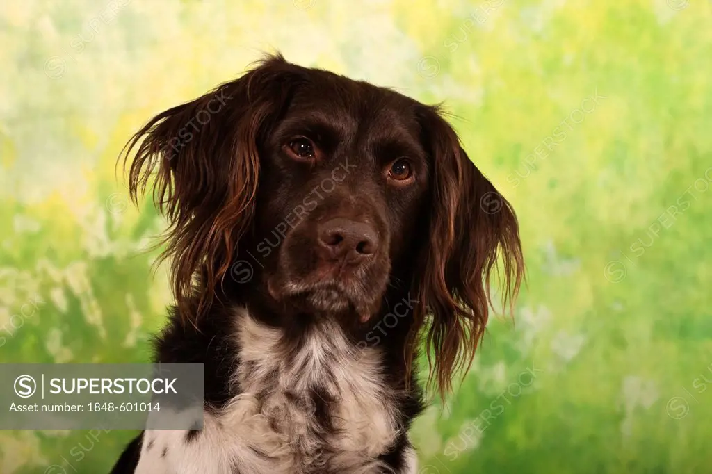 Small Muensterlaender, hunting dog, studio portrait