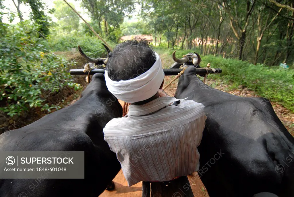 Farmer driving a cattle cart, Kerala, India, South India