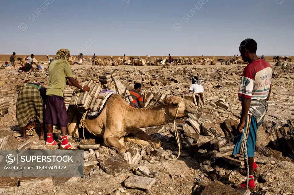 Afar workers loading a camel with salt blocks in the salt mines of Dallol, Danakil Depression, Ethiopia, Africa