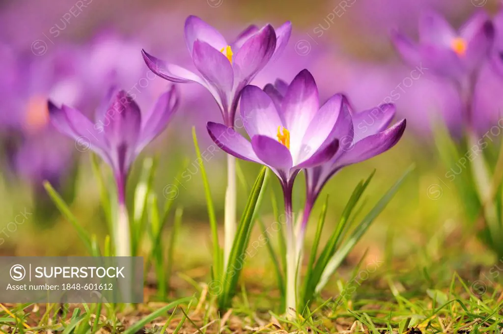 Purple crocus (Crocus) with open flowers, Germany, Europe