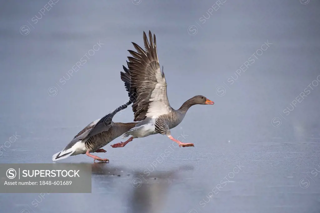 Grey Geese (Anser anser) fighting on a frozen pond, Annateich pond, Hannover, Lower Saxony, Germany, Europe