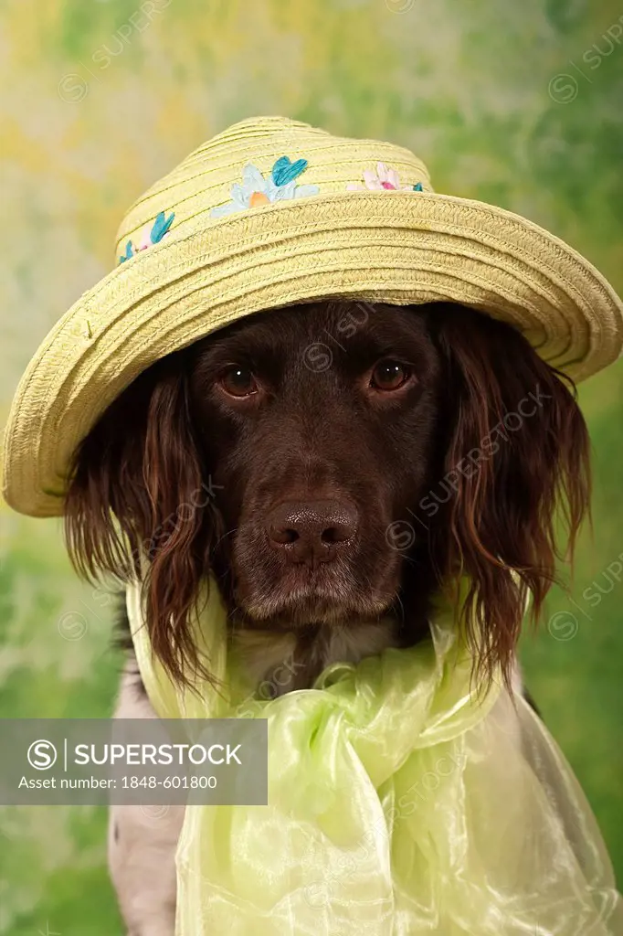 Costumed Small Muensterlaender, hunting dog, studio portrait