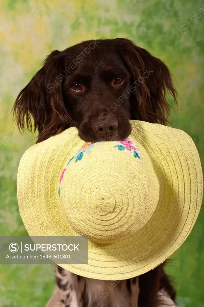 Small Muensterlaender, hunting dog holding a summer hat in its mouth, studio portrait