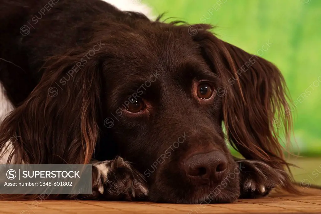 Lying Small Muensterlaender, hunting dog, studio portrait