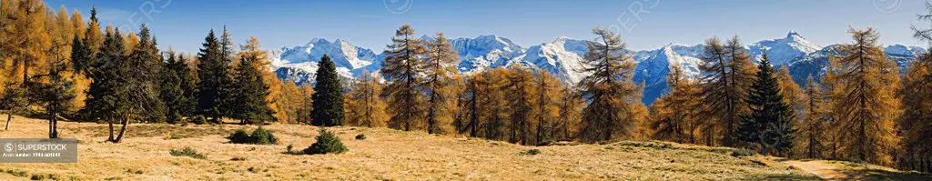 Panoramic view of larch meadows with Olperer, Fussstein, Schrammacher, Sagwandspitze, Kraxentrager, Wildseespitze, Vinaders and Obernberg Mountains at...