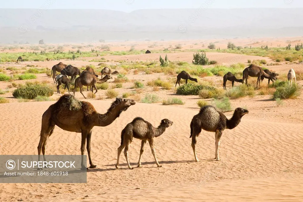 Wild camels at the sand dunes of Erg Chegaga, Sahara Desert near Mhamid, Morocco, Africa