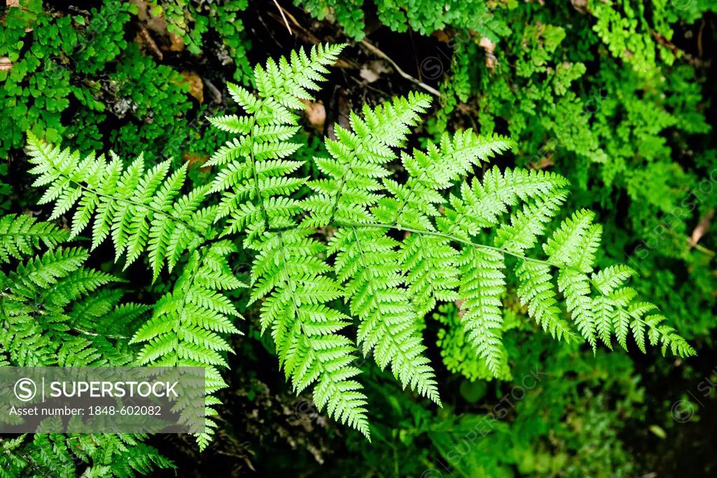 Fern in the Laurisilva laurel forest, UNESCO World Heritage site near Rabacal, Madeira, Portugal, Europe