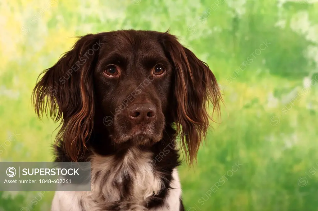 Small Muensterlaender, hunting dog, studio portrait