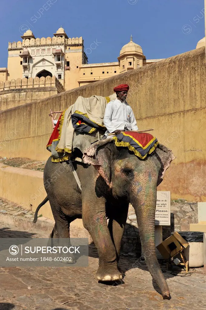 Elephants at Amber Fort, Amber, near Jaipur, Rajasthan, North India, India, South Asia, Asia