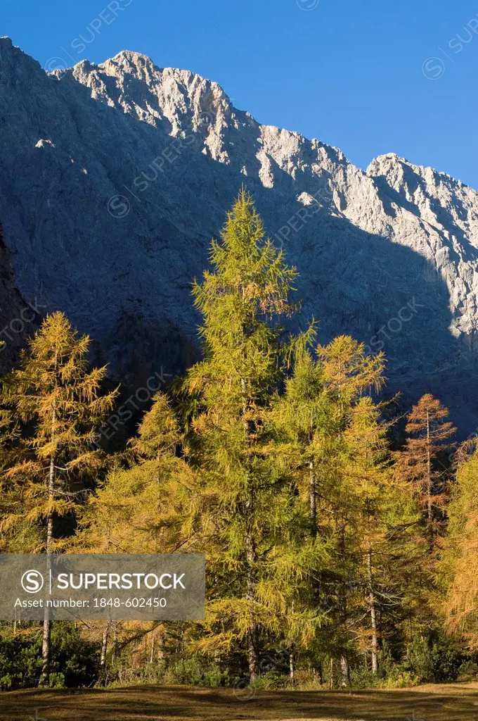 European Larch (Larix decidua), Stallen Valley, Karwendel Mountains, Tyrol, Austria, Europe