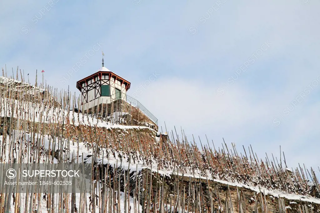 Snow-covered vines in a vineyard near Bernkastel-Kues, Rhineland-Palatinate, Germany, Europe