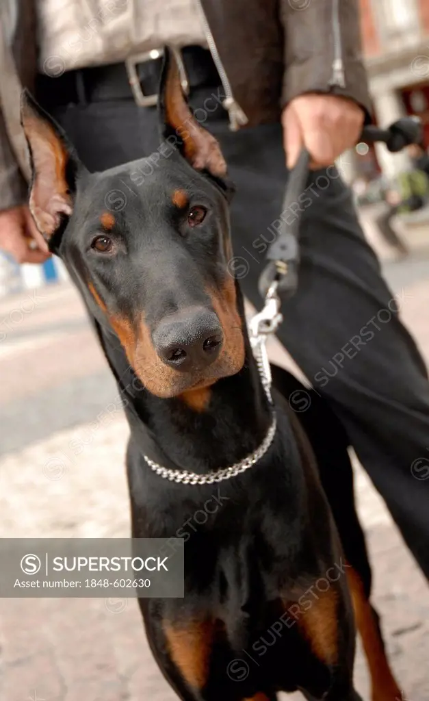 Young Doberman with a dog therapist