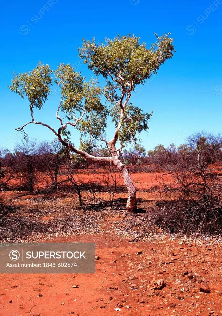 Eucalyptus Snappy Gum Tree (Eucalyptus racemosa), Karijini National Park, Pilbara, Western Australia, Australia