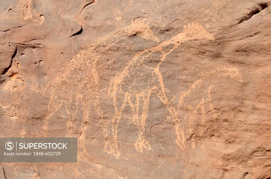 Giraffe engraving, neolithic rockart of the Acacus Mountains or Tadrart Acacus range, Tassili n'Ajjer National Park, Unesco World Heritage Site, Alger...