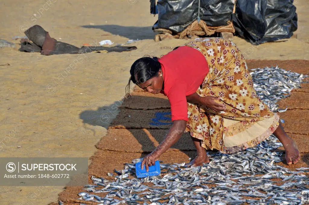 Dried fish, fish being placed on coconut mats on the beach for drying, women's work, Singhalese or Sinhalese woman, Negombo, Sri Lanka, South Asia, As...