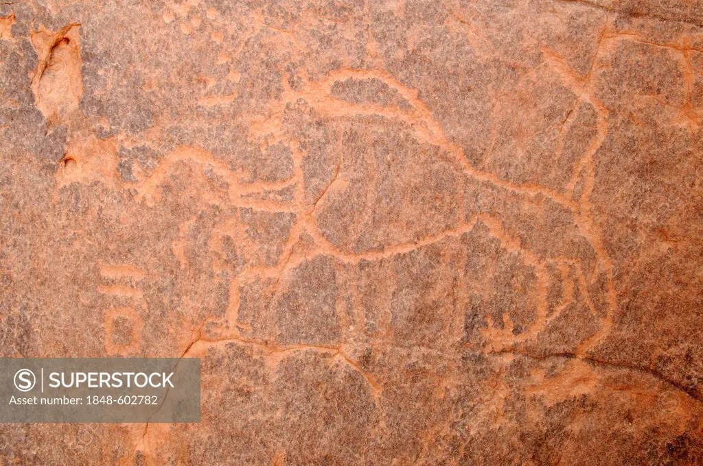 Lion engraving, neolithic rock art of the Tadrart, Tassili n'Ajjer National Park, Unesco World Heritage Site, Algeria, Sahara, North Africa