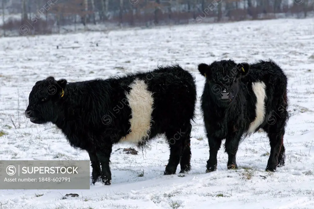 Two young Belted Galloway cattle (Bos primigenius f. taurus) standing in snow in winter