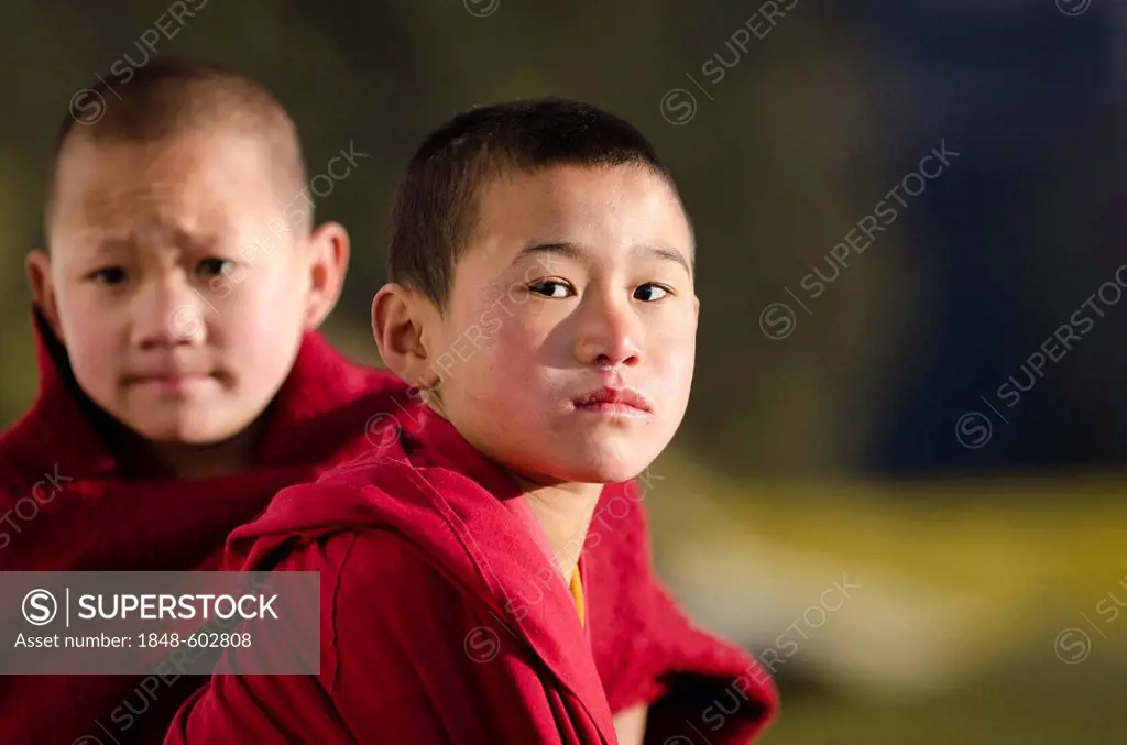 Young monks, Galden Namgey Lhatse Monastery, the largest Buddhist monastery in India, Tawang, Arunachal Pradesh, India, Asia