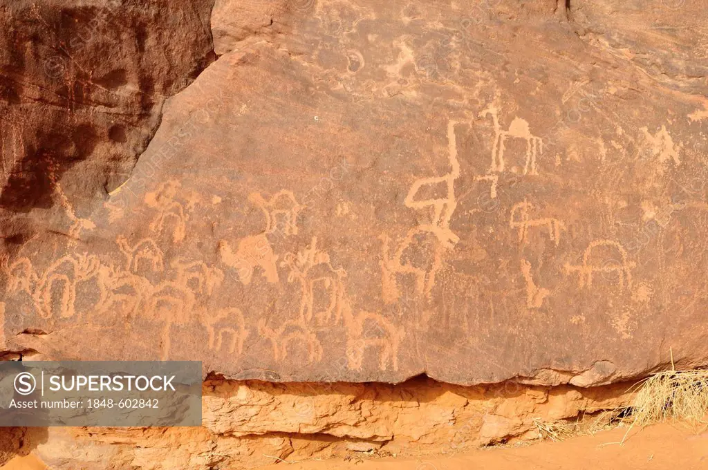 Camel engraving, neolithic rock art of the Tadrart, Tassili n'Ajjer National Park, Unesco World Heritage Site, Algeria, Sahara, North Africa
