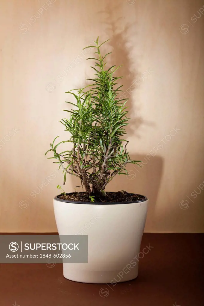 Rosemary growing in a pot