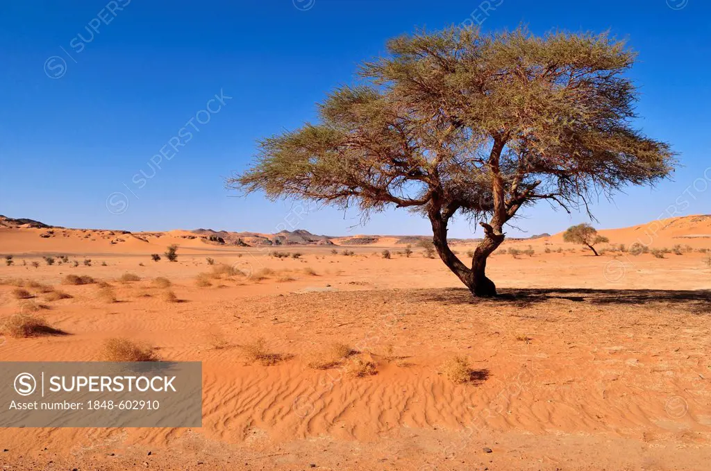 Acacia tree at In Tehak, Tadrart, Tassili n'Ajjer National Park, Unesco World Heritage Site, Algeria, Sahara, North Africa