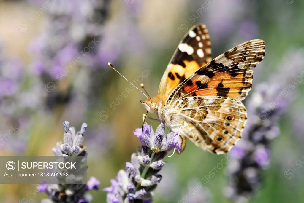 Painted Lady (Vanessa cardui) butterfly on flowering Lavender (Lavandula officinalis)