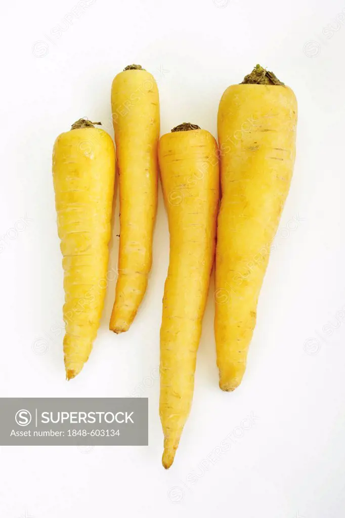 Yellow carrots (Daucus carota)