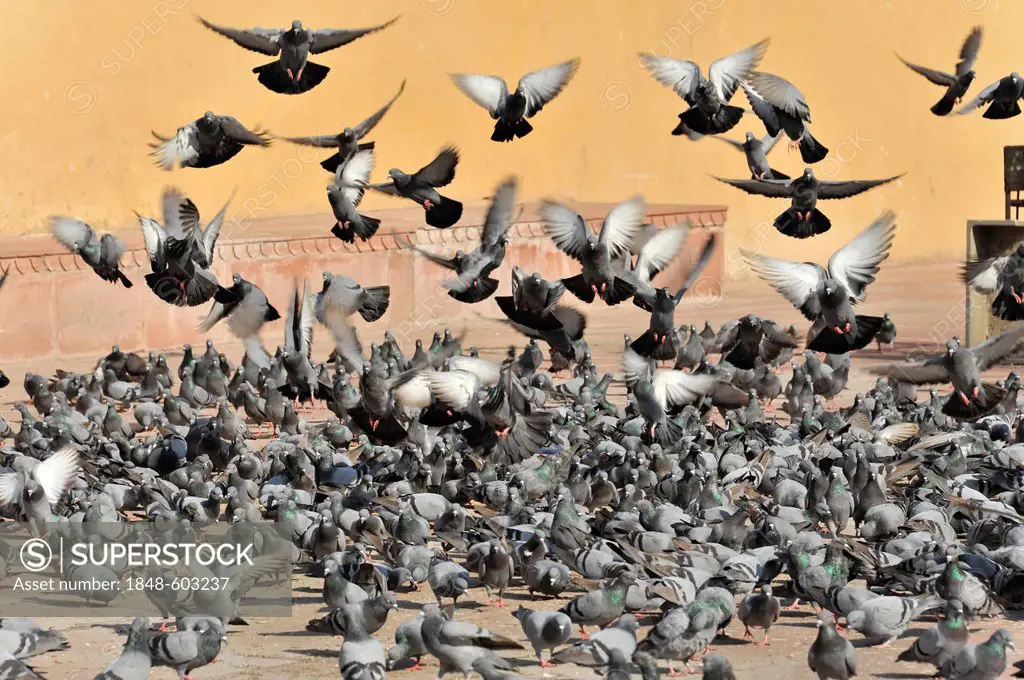 Pigeons, Amber Fort, Amber, near Jaipur, Rajasthan, North India, India, South Asia, Asia